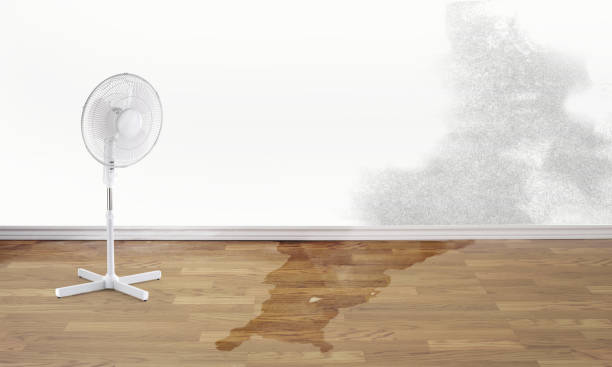 Best Carpet water damage restoration  in Lauderdale By The Sea, FL